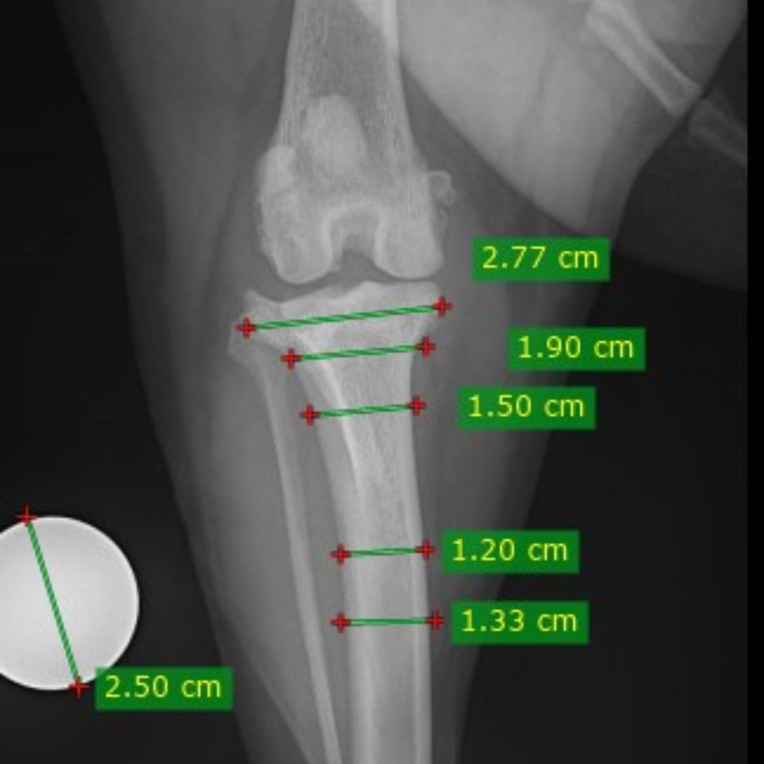 TPLO Surgery for Ruptured Cruciate Ligament in Dogs - Gold Coast and Brisbane TPLO Surgery for Ruptured Cruciate Ligament in Dogs - Gold Coast and Brisbane